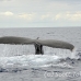 whale_humpback_sb_h_2949_dom3014.jpg